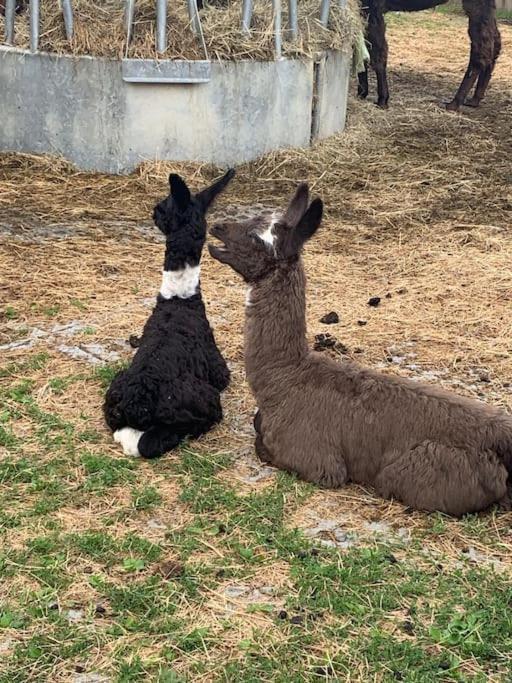 ホテル Jurte Beim Lama- & Alpakahof トリーゼンベルク エクステリア 写真