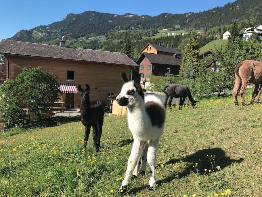 ホテル Jurte Beim Lama- & Alpakahof トリーゼンベルク エクステリア 写真