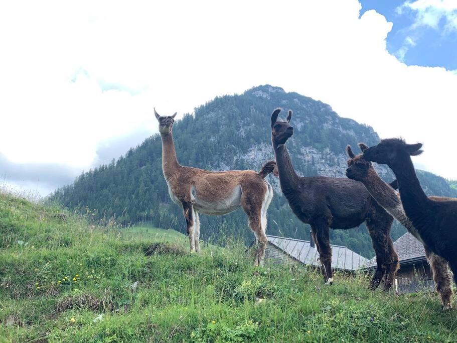 ホテル Jurte Beim Lama- & Alpakahof トリーゼンベルク エクステリア 写真